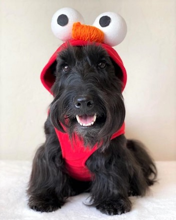 Elmo Dog Costume