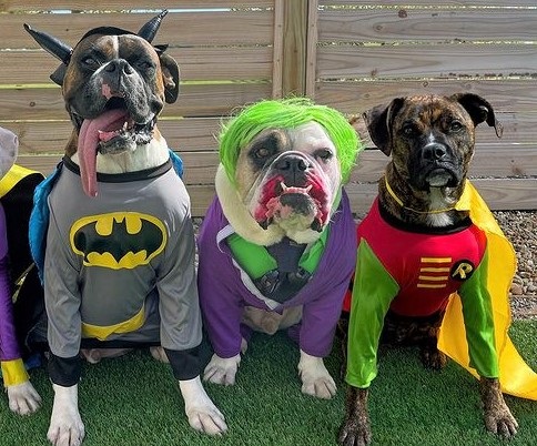 Dog Halloween Costumes Batman and Joker