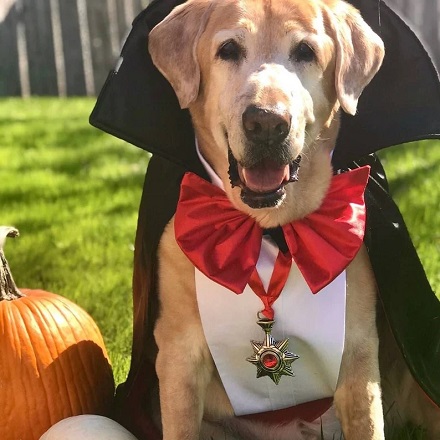 Dog Vampire Halloween Costume