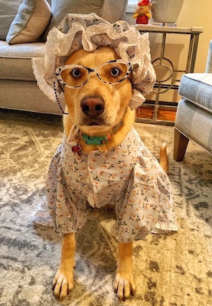 Find the BEST Dog Halloween Costumes You Will LOVE!