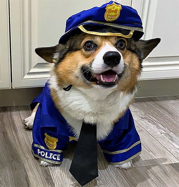 Corgi Halloween Costume Cop