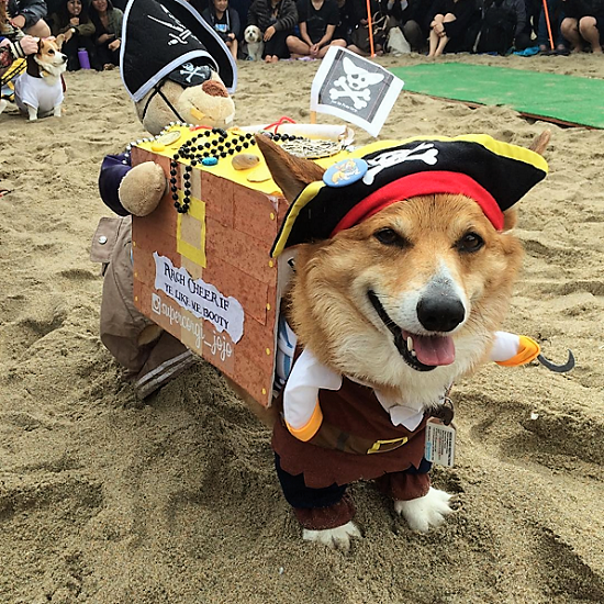 Best Corgi Halloween Costumes That Are So Funny Best Corgi Halloween Costumes That Are So Funny