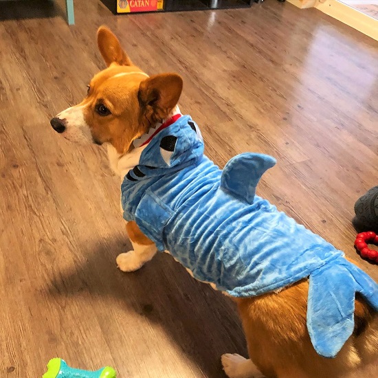 Corgi Halloween Costume Shark