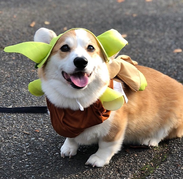 Corgi Dog Halloween Costume Yoda