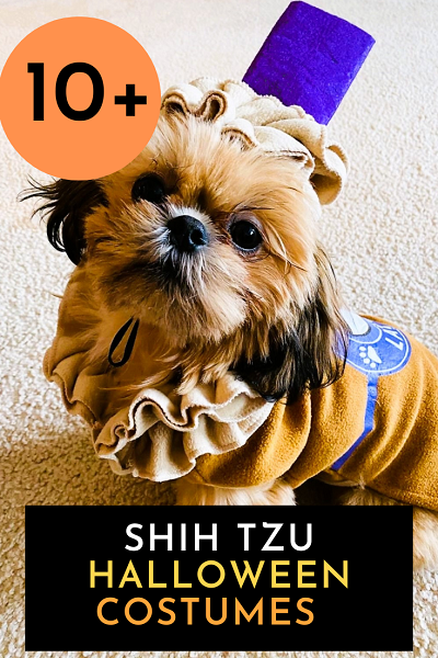 10 Shih Tzu Halloween Costumes from A Plus Costumes