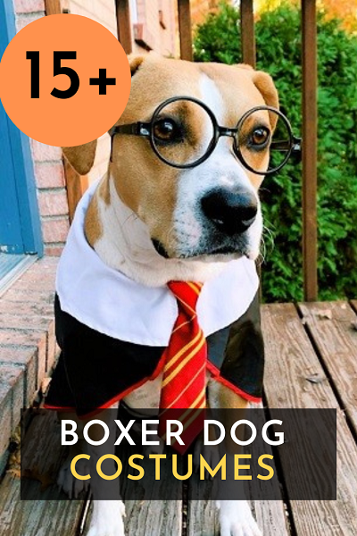 15 Boxer Dog Costumes for Halloween A Plus Costumes