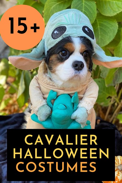 15 Cavalier King Charles Spaniel Halloween Costumes by A Plus Costumes