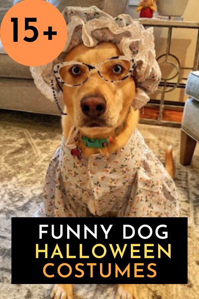 15 Funny Dog Halloween Costumes A Plus Costumes