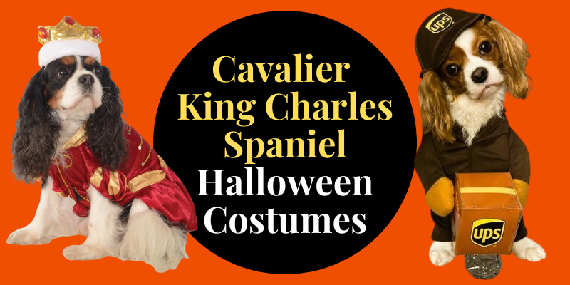 Cavalier King Charles Spaniel Halloween Costumes
