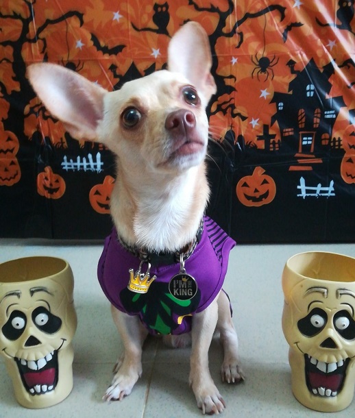 Chihuahua JOker Costume