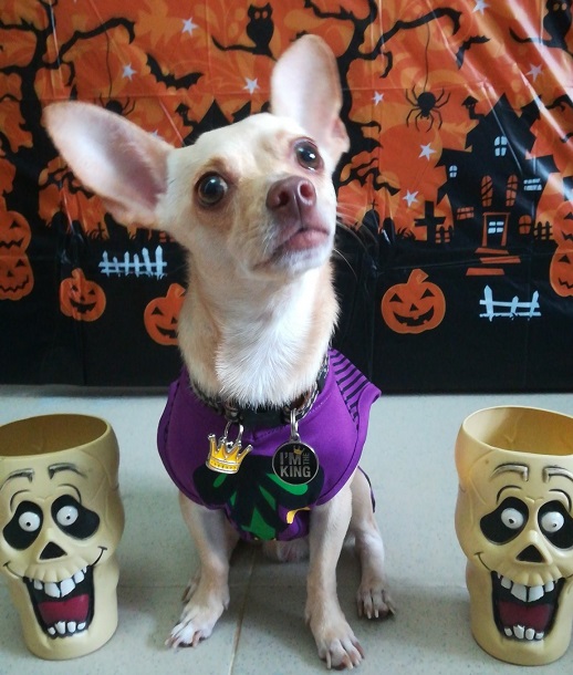 Best 2024 chihuahua costumes