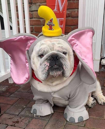 English Bulldog in Dumbo Costume