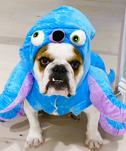 English Bulldog Octopus Costume