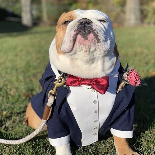English Bulldog Tuxedo Costume