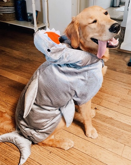 Golden Retriever Shark Halloween Costume