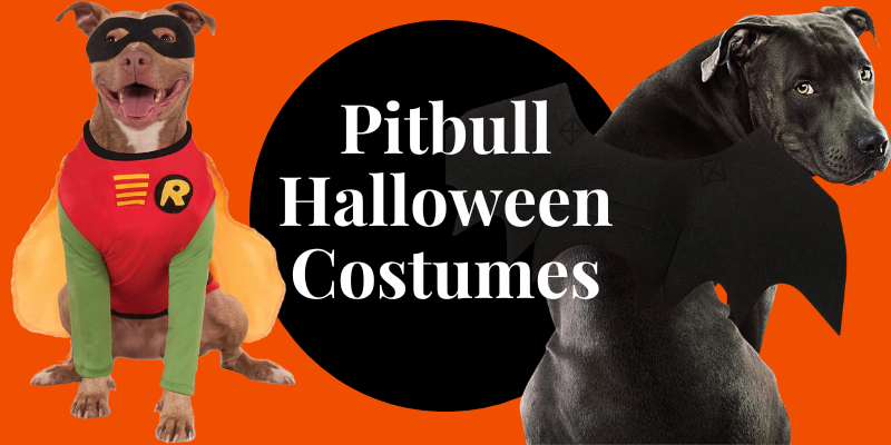Best Pitbull Halloween Costumes