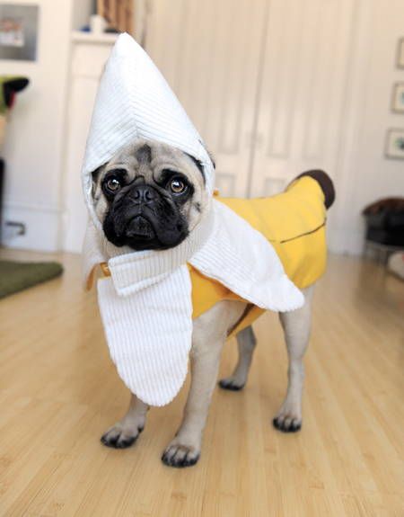 Pug Banana Costume