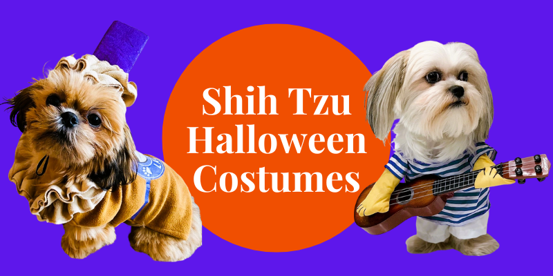 Cute Shih Tzu Halloween Costumes