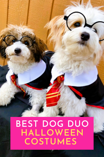 Best Dog Duo Halloween Costumes A Plus Costumes