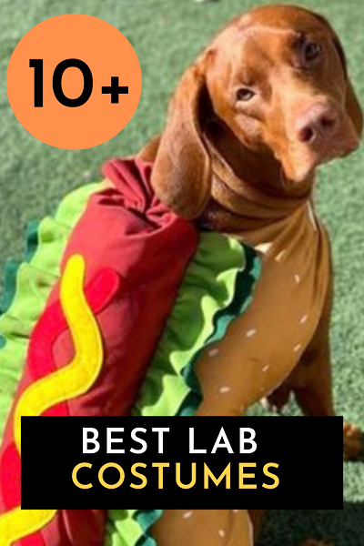 Best Lab Halloween Costumes by A Plus Costumes