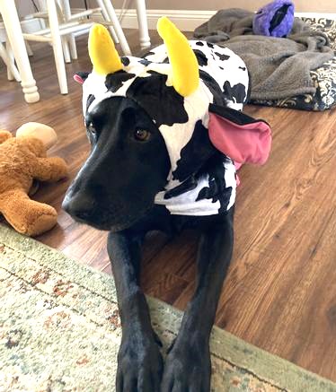 Black Lab Halloween Costume Cow