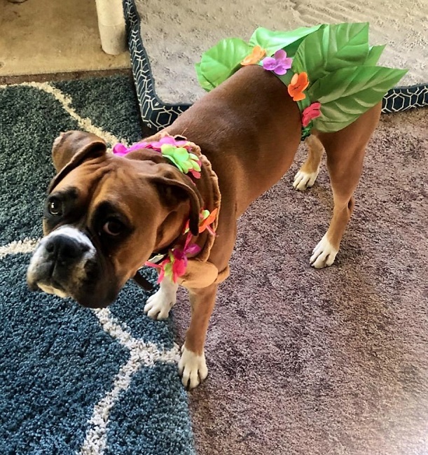 Boxer Dog hula Girl Costume