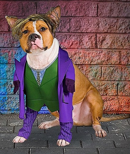 13 Best Boxer Dog Costumes for Halloween!