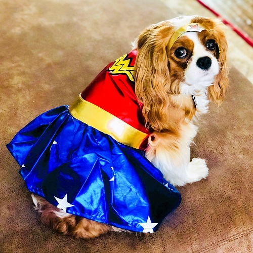 Cavalier Wonder Woman Halloween Costume