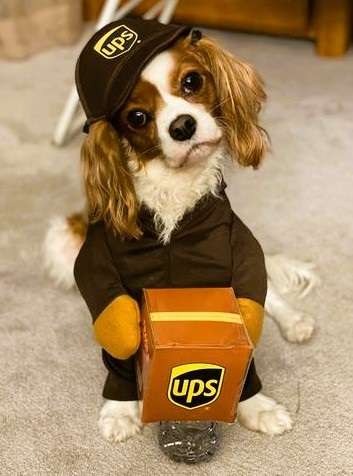 Cavalier in UPS Driver Costume