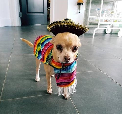 Chihuahua shop in costume