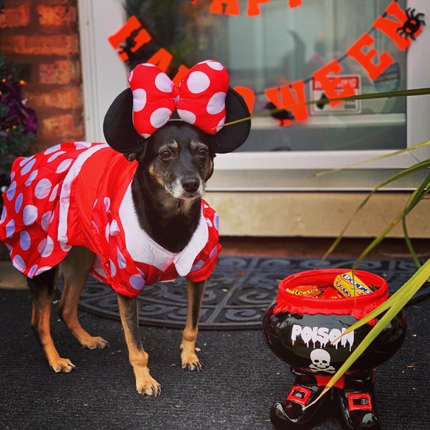 Minnie mouse clearance dog costume