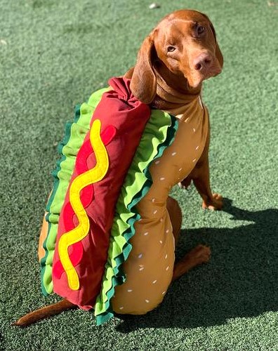 Chocolate Lab Halloween Costume Hot Dog
