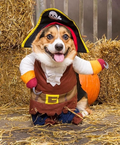 Best Corgi Halloween Costumes That Are So Funny Best Corgi Halloween Costumes That Are So Funny