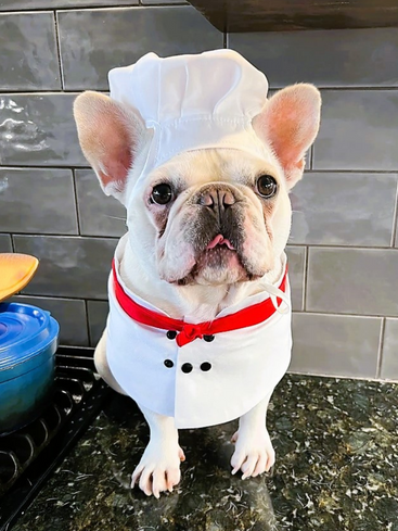 22 French Bulldog Halloween Costumes That Are So Cute!