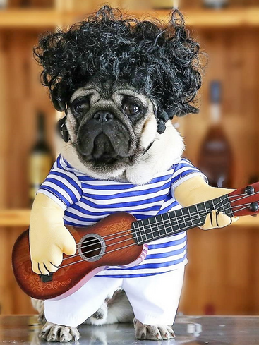 25 Best Halloween Costumes for Pugs