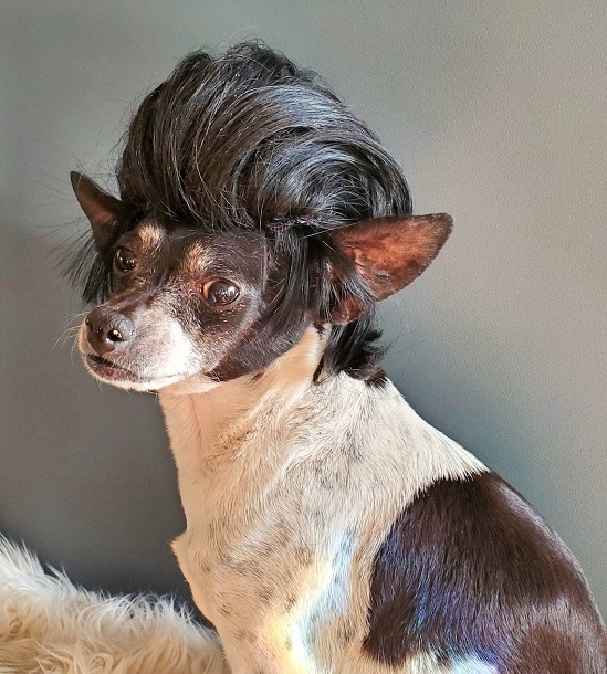 Danny Grease Chihuahua Costume