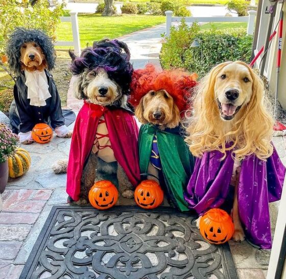 23 Best Dog Duo Costumes Perfect for Halloween!