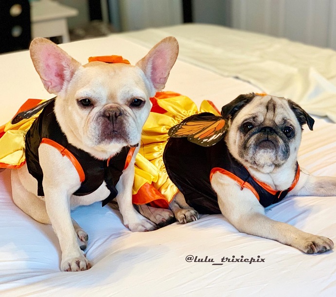 Dog Duo Costumes Butterflies