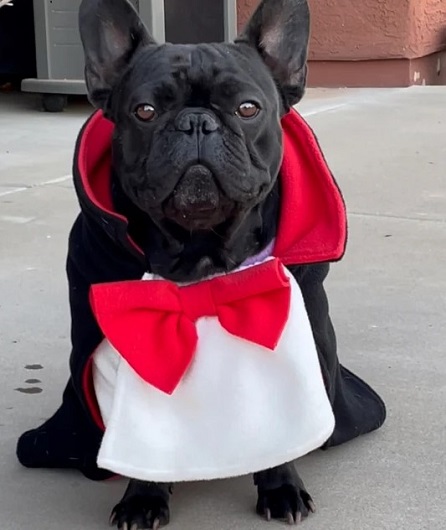 Dracula French Bulldog Costume
