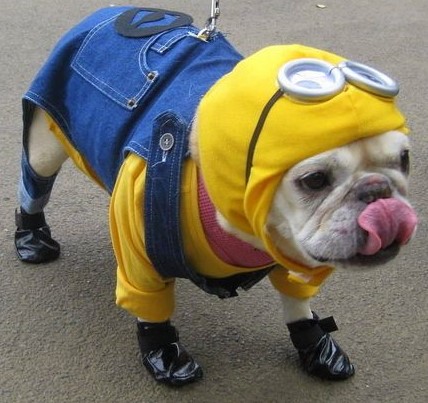 English Bulldog Minion Costume