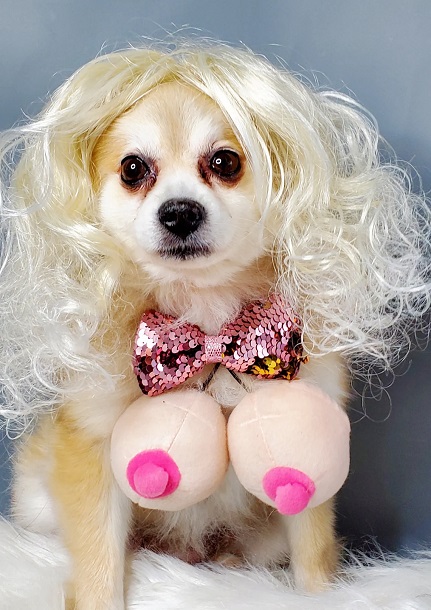 Best Chihuahua Halloween Costumes You Will Love.