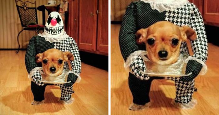 Funny chihuahua costume dog on flatter