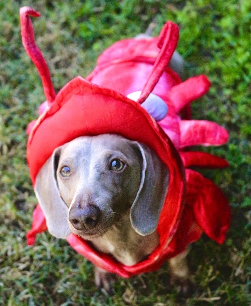 Funny Lobster Dog Costume