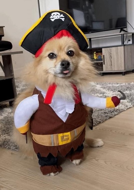 Funny dog Costume Pirate