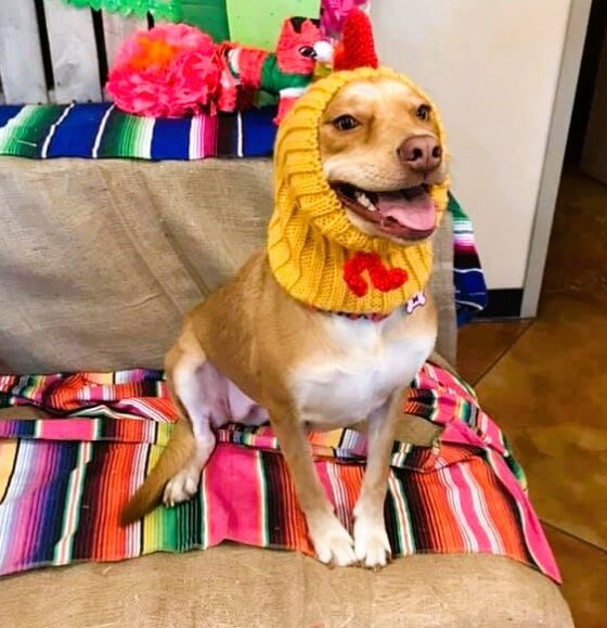 Funny Dog Costumes for Halloween to Make You Laugh!