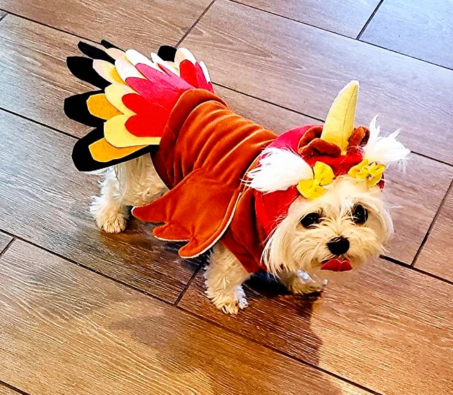 Funny dog Turkey Costume