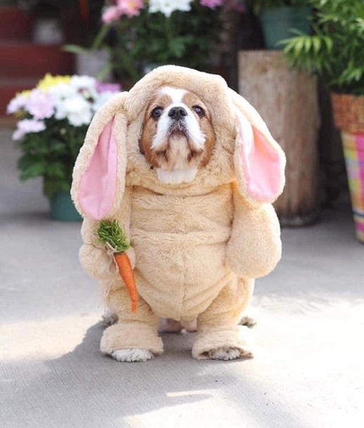 Funny King Charles Cavalier Bunny Costume