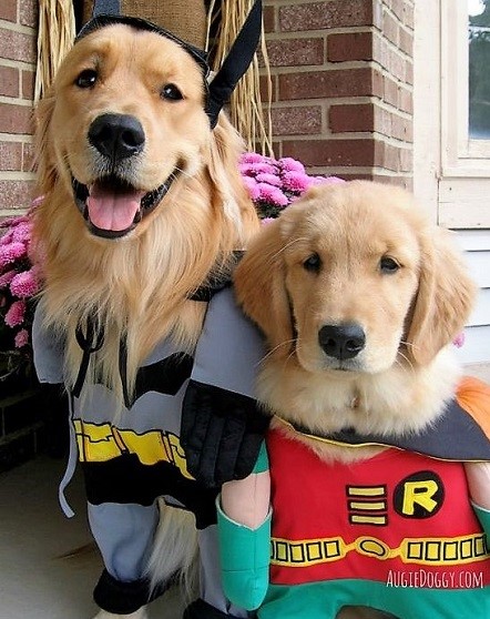 Golden Retriever Halloween Costumes Batman and Robin