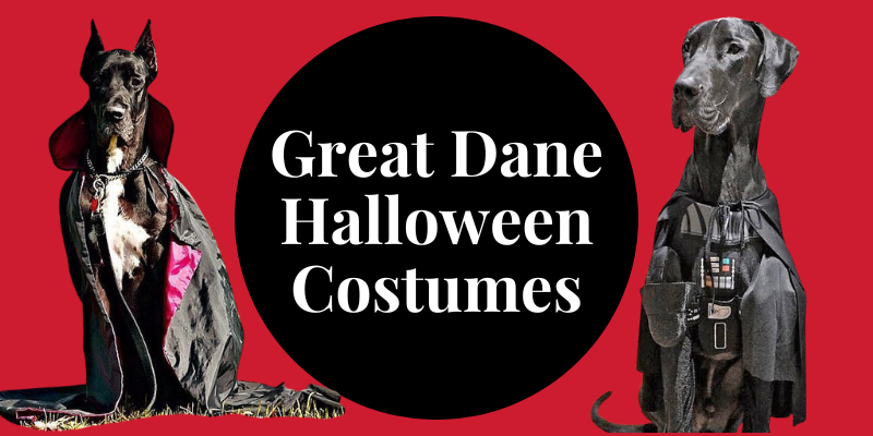 Great Dane Halloween Costumes