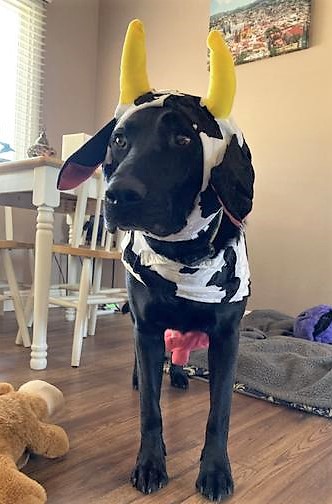 Great Dane and Large Dog Cow Costume